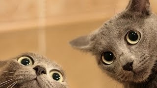 Epic Funny Cats 20 Minutes
