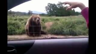 Best Funny Videos